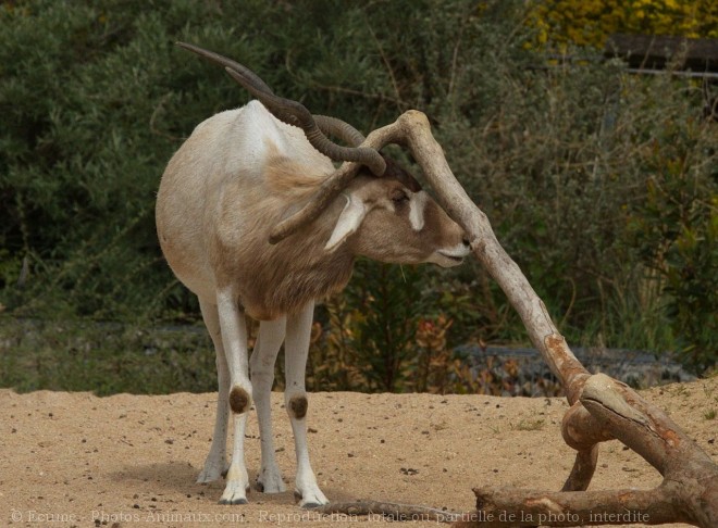 Photo d'Antilope