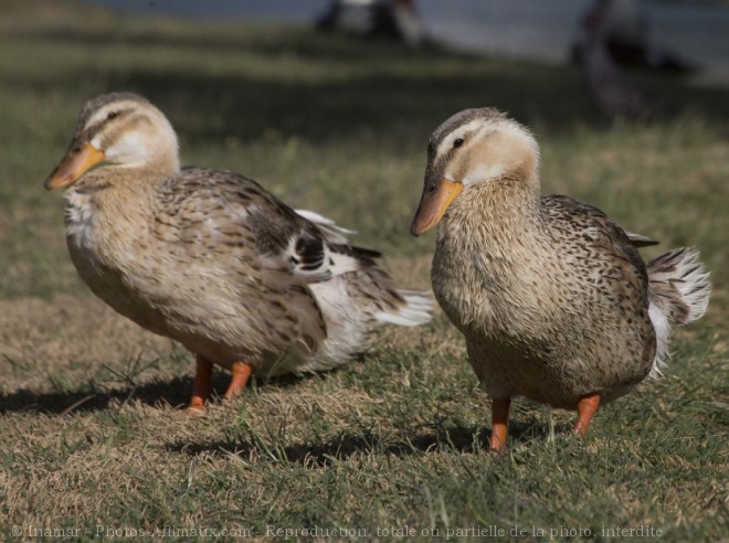 Photo de Canard colvert