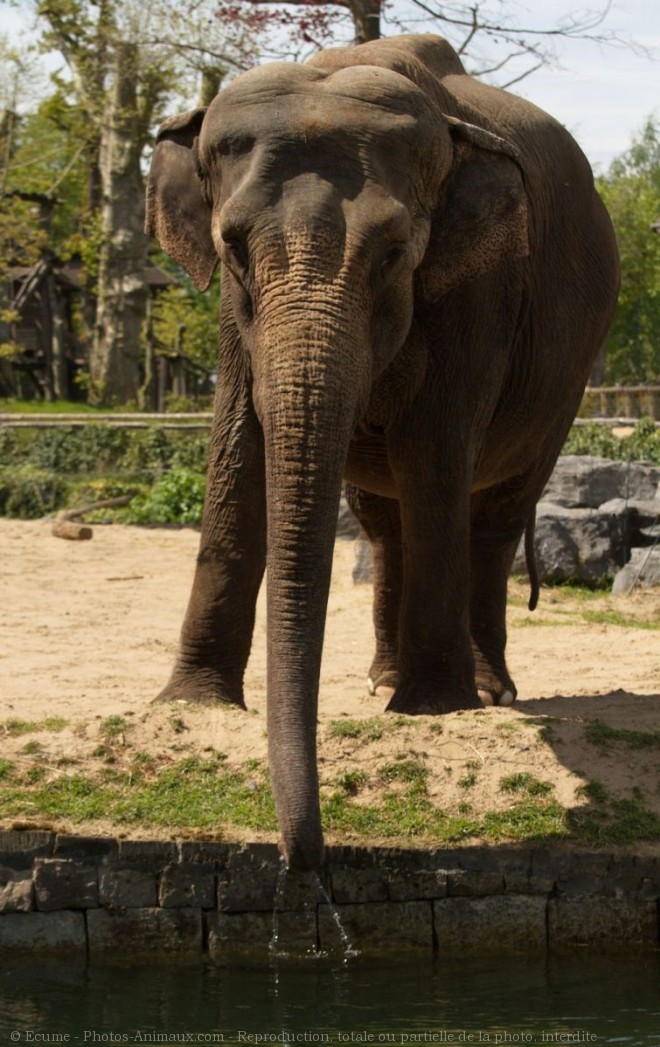 Photo d'Elphant d'afrique