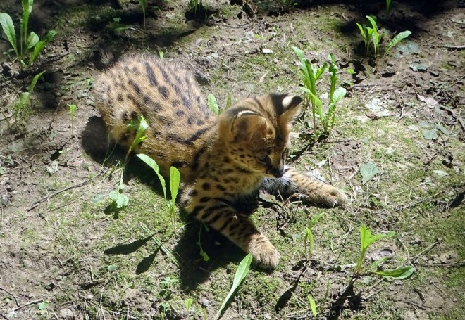 Photo de Serval