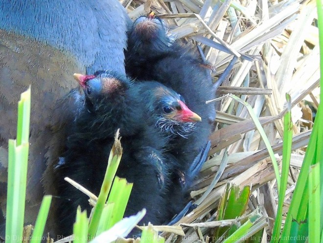 Photo de Poule d'eau