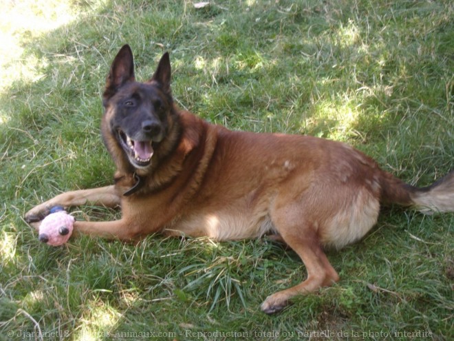 Photo de Berger belge malinois