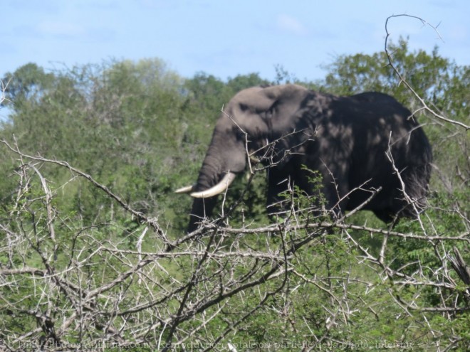 Photo d'Elphant d'afrique