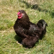 Photo de Poule