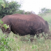 Photo de Rhinocros