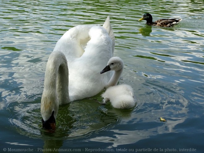 Photo de Cygne