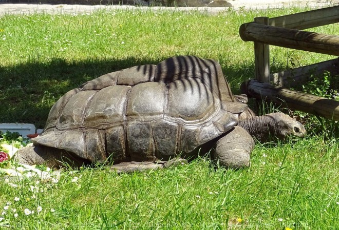 Photo de Tortue