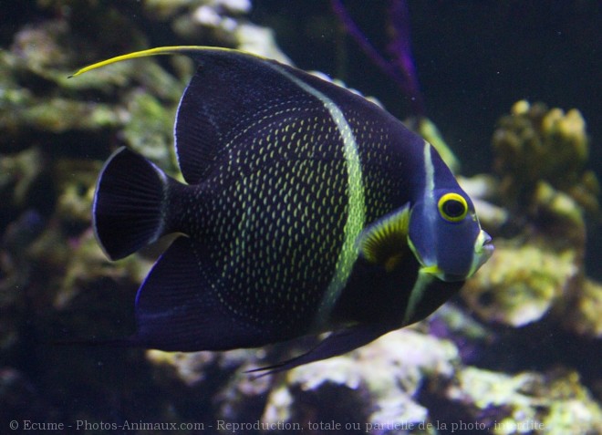 Photo de Poissons exotiques