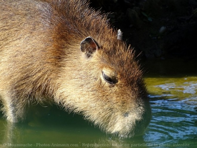 Photo de Cabiai ou capybara