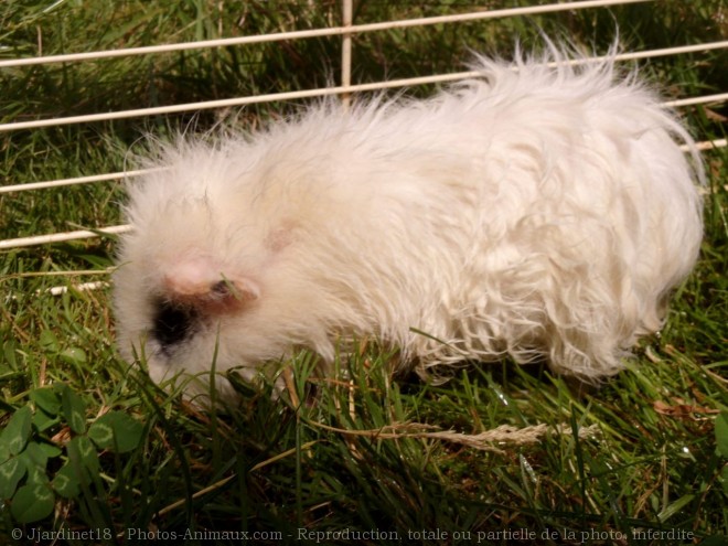 Photo de Cochon d'inde