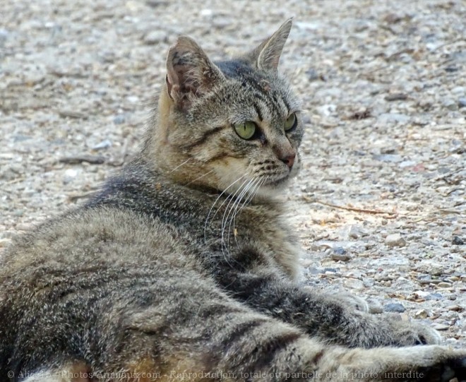 Photo de Chat domestique