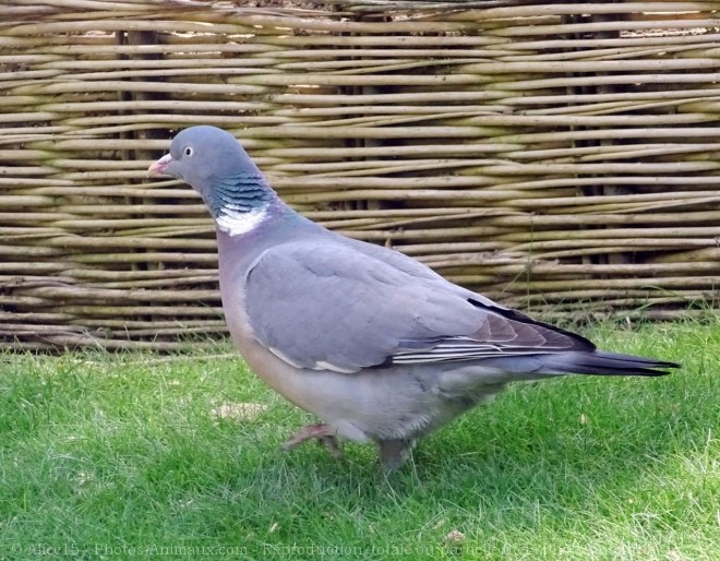 Photo de Pigeon - ramier