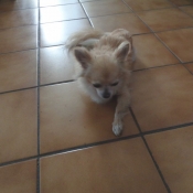 Photo de Chihuahua  poil long