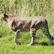 Photo de Gupard