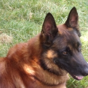 Photo de Berger belge malinois