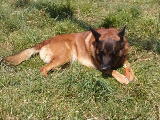 Photo de Berger belge malinois