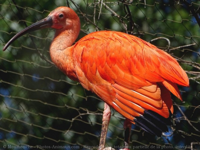 Photo d'Ibis rouge