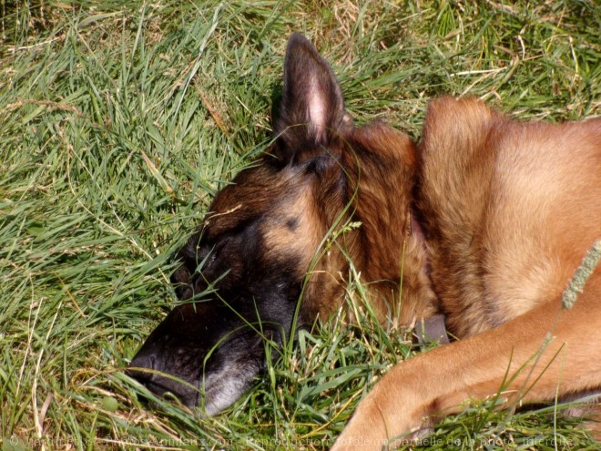 Photo de Berger belge malinois