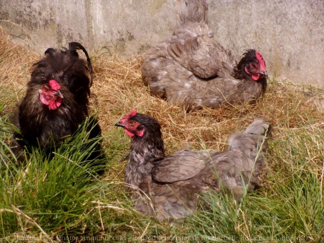 Photo de Poule