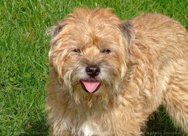 Photo de Border terrier