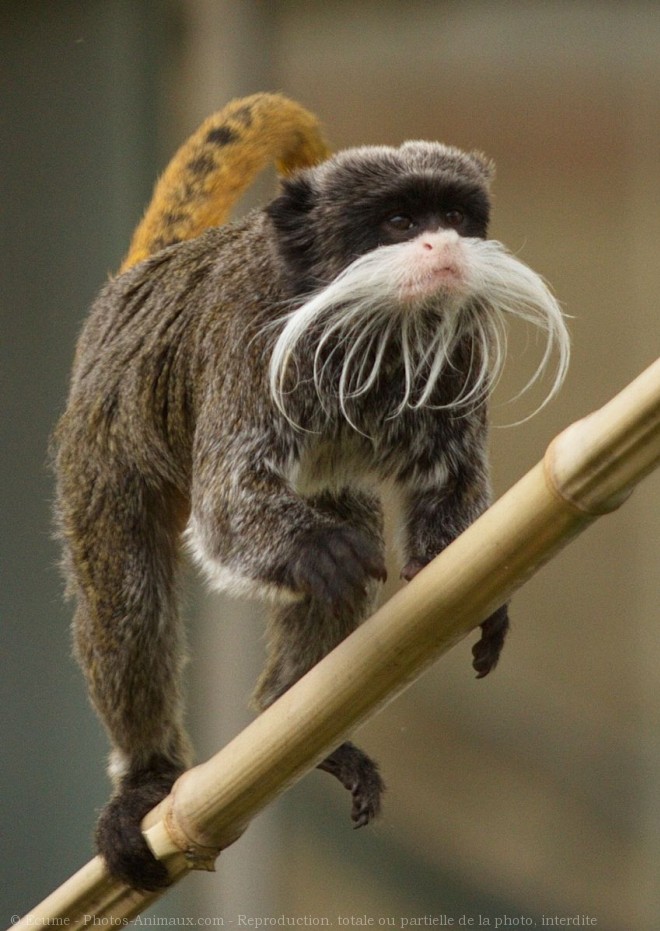 Photo de Singe - tamarin empereur