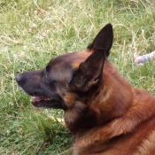 Photo de Berger belge malinois