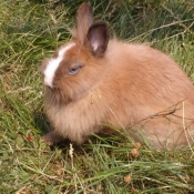 Photo de Lapin