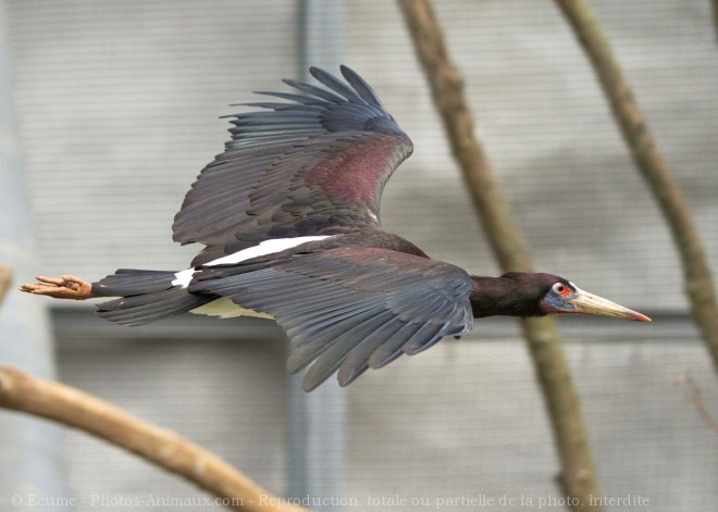 Photo de Cigogne