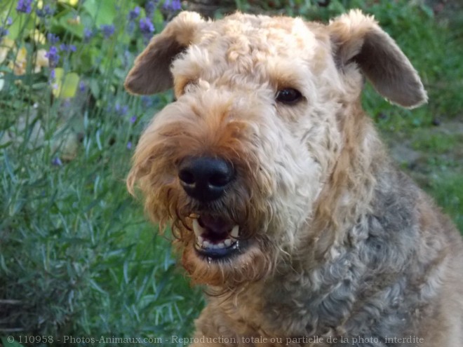 Photo d'Airedale terrier