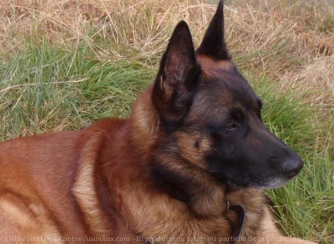 Photo de Berger belge malinois