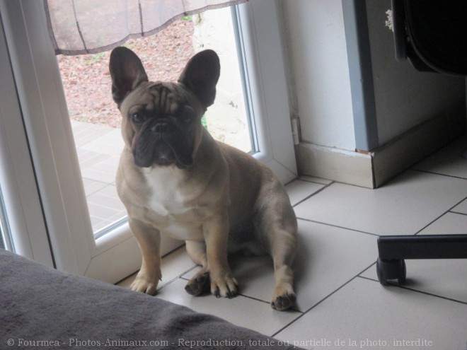 Photo de Bouledogue franais