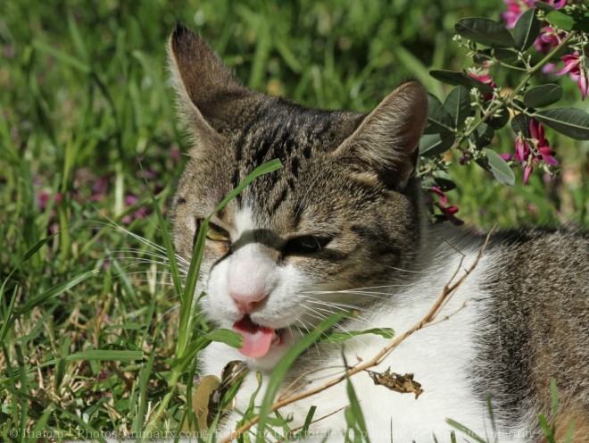 Photo de Chat domestique