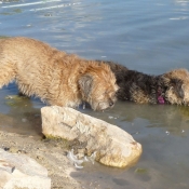 Photo de Border terrier