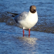 Photo de Mouette