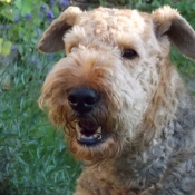 Photo d'Airedale terrier