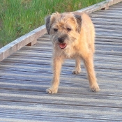 Photo de Border terrier