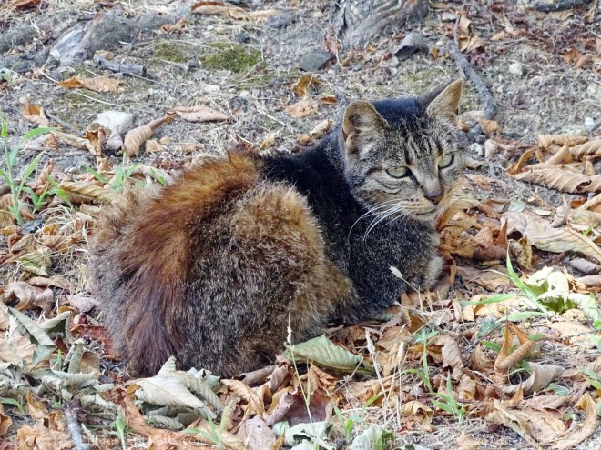 Photo de Chat domestique