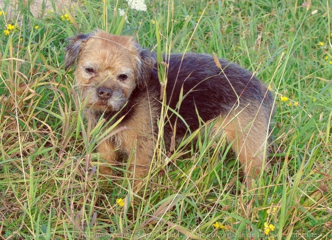 Photo de Border terrier