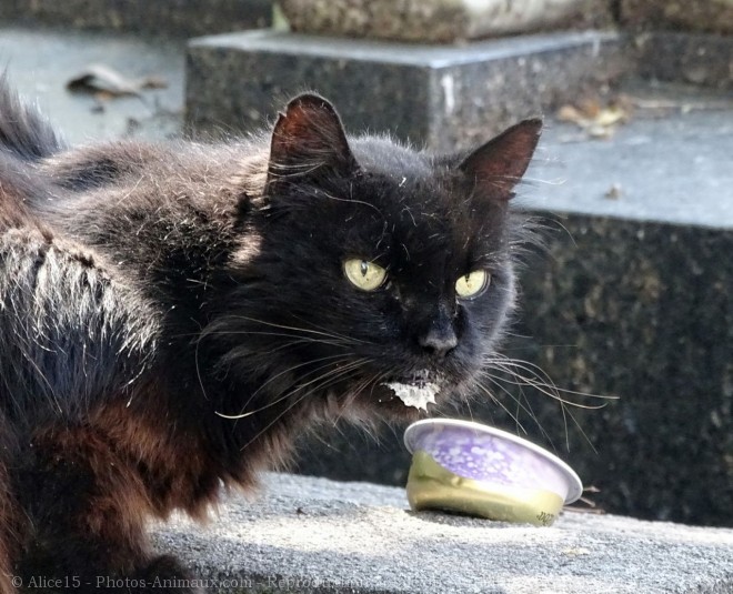 Photo de Chat domestique