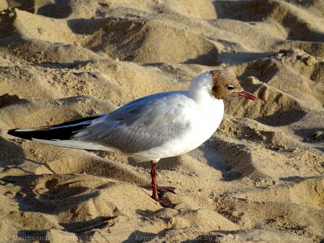 Photo de Mouette