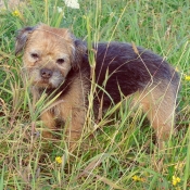 Photo de Border terrier