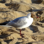 Photo de Mouette