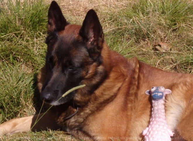 Photo de Berger belge malinois