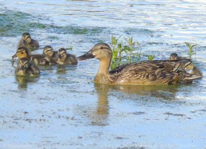 Photo de Canard colvert