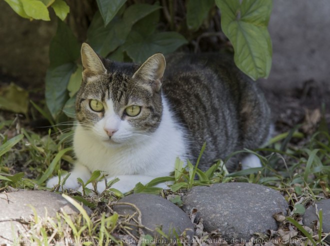 Photo de Chat domestique