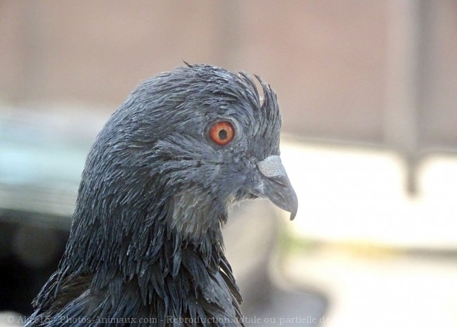 Photo de Pigeon