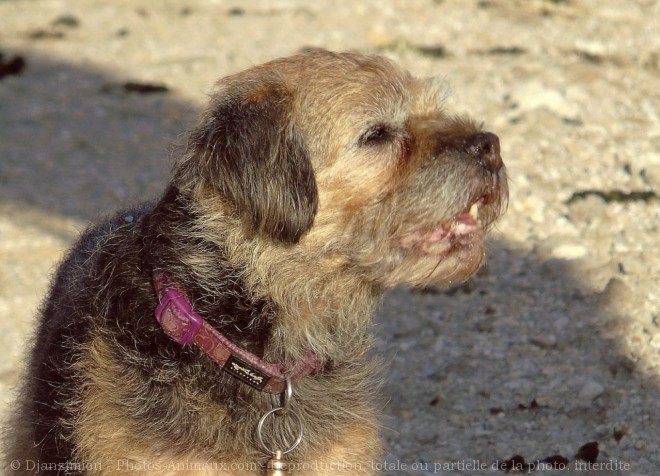 Photo de Border terrier