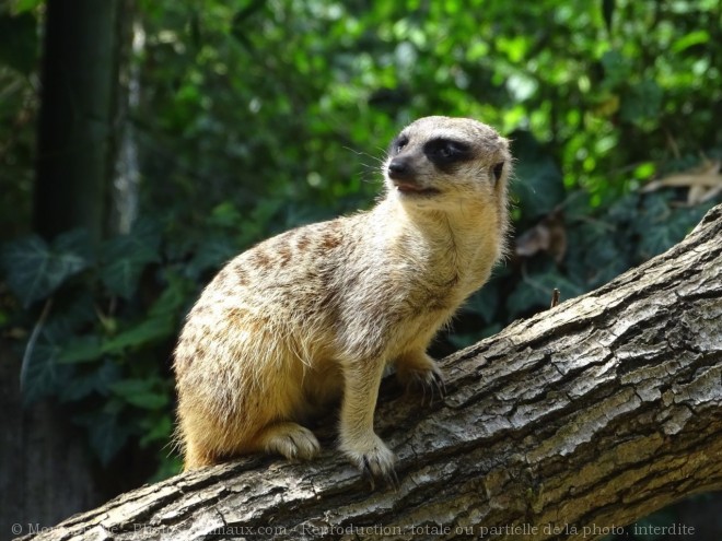 Photo de Suricate