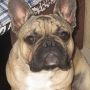 Photo de Bouledogue franais