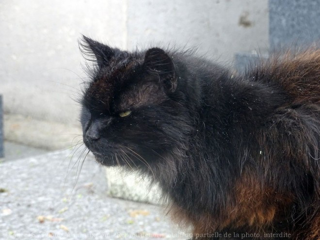 Photo de Chat domestique